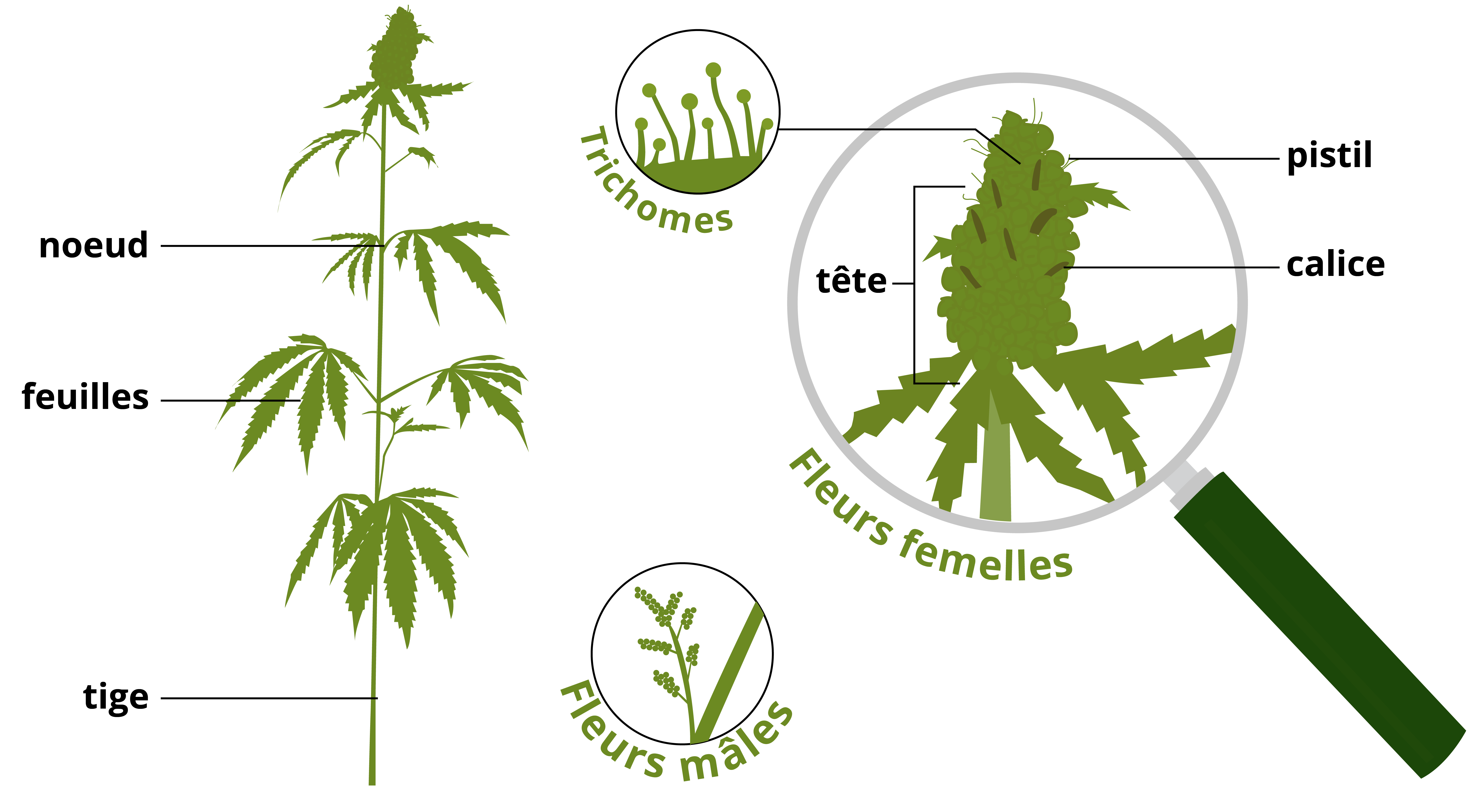 CBD Fleur anatomie